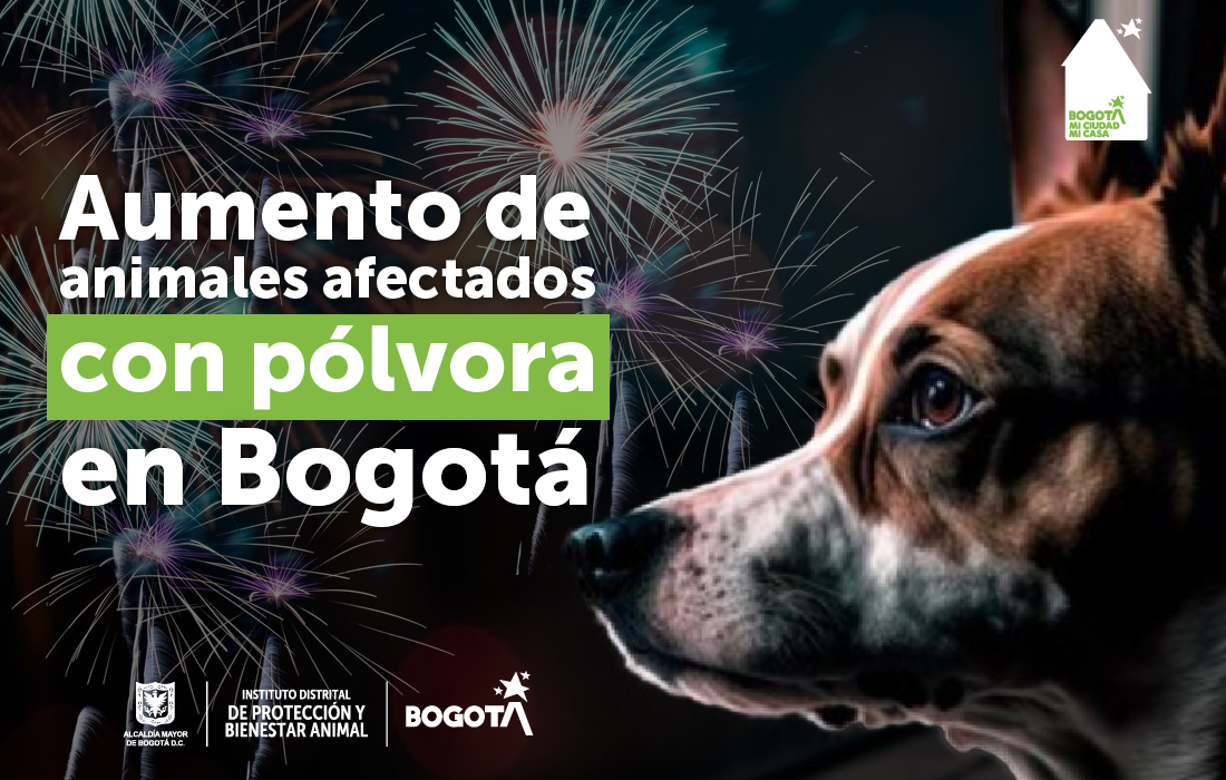 Más de 170 animales fueron reportados como presuntamente afectados por pólvora en Bogotá